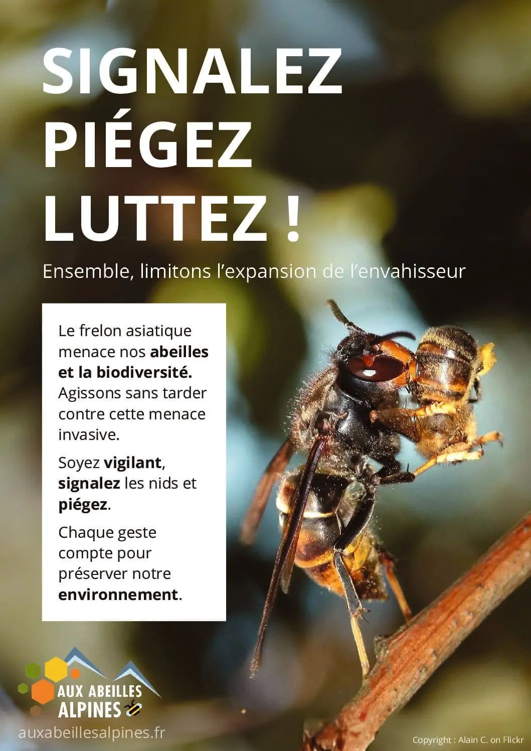 Affiche : affiche frelon